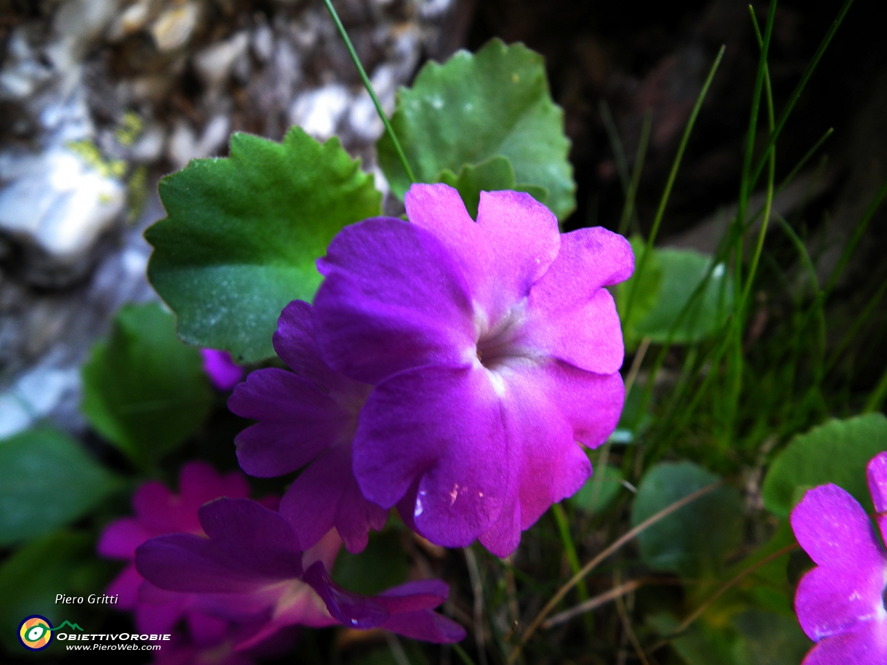 41 Primula hirsuta.JPG